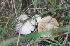 Clitocybe rivulosa