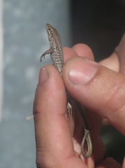 Podarcis virescens