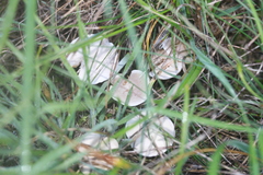 Clitocybe rivulosa
