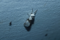 Furcula borealis