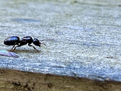 Lasius aphidicola