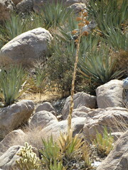 Agave deserti