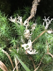 Clavulina rugosa