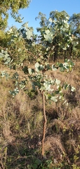 Eucalyptus melanophloia