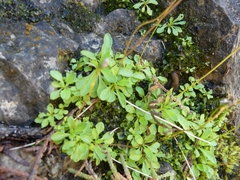 Primula mistassinica