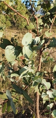 Eucalyptus melanophloia