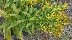 Solidago azorica