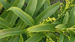 Solidago azorica