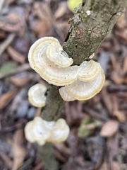 Trametes elegans
