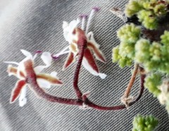 Pelargonium alternans alternans