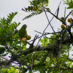 Brotogeris jugularis