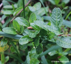 Muehlenbeckia hastulata