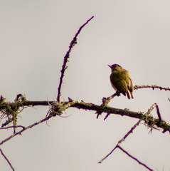 Picumnus olivaceus
