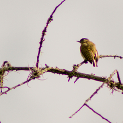 Picumnus olivaceus