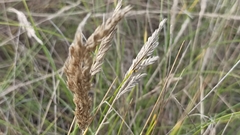 Festuca petraea