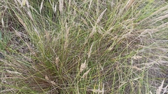 Festuca petraea