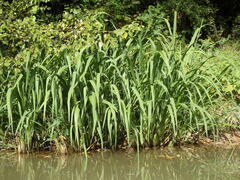 Zizaniopsis miliacea