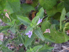 Ruellia drummondiana