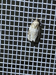 Tortricidae