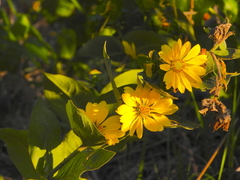 Silphium radula
