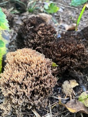 Ramaria stricta