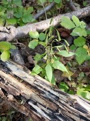 Nabalus trifoliolatus