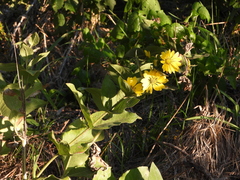 Silphium radula