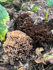 Ramaria stricta