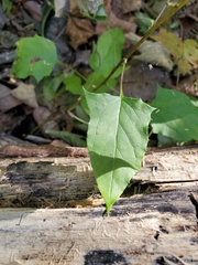 Nabalus trifoliolatus