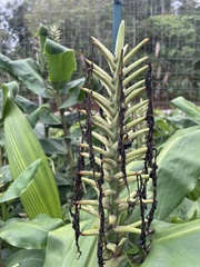 Hedychium