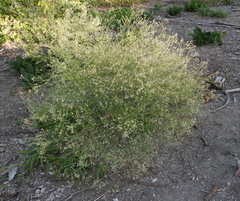 Parthenium hysterophorus