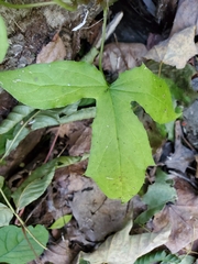 Nabalus trifoliolatus