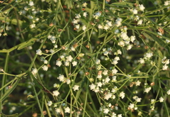 Parthenium hysterophorus