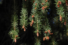 Picea pungens