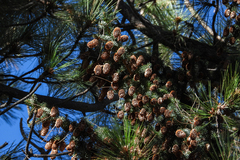 Picea pungens