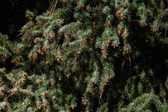 Picea pungens