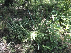 Dasylirion berlandieri