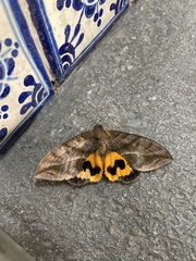 Eudocima serpentifera