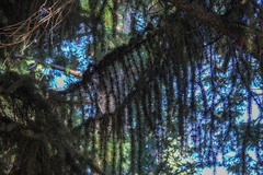 Picea pungens