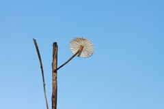 Crinipellis scabella