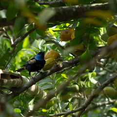 Stilpnia cyanicollis