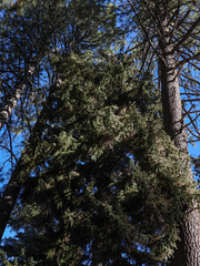 Picea pungens