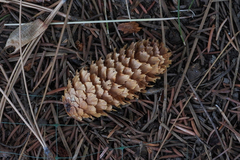 Picea pungens