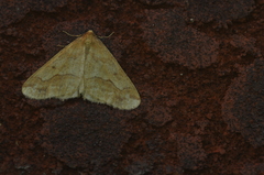 Erannis tiliaria