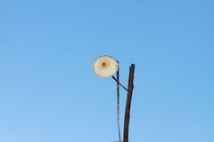 Crinipellis scabella