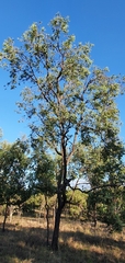 Eucalyptus melanophloia