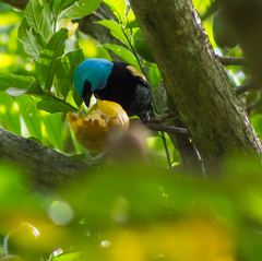 Stilpnia cyanicollis