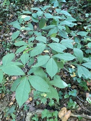 Aesculus parviflora