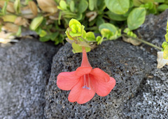 Barleria repens