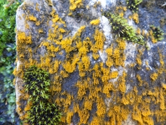 Trentepohlia aurea